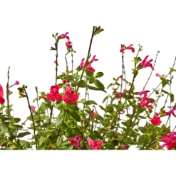 Truffaut Arbres Et Arbustes|Plantes De Haies | - Salvia 'Hot lips' : Pot 7,5L