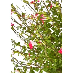 Truffaut Arbres Et Arbustes|Plantes De Haies | - Salvia 'Hot lips' : Pot 7,5L
