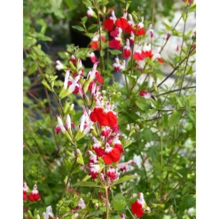 Truffaut Arbres Et Arbustes|Plantes De Haies | - Salvia 'Hot lips' : Pot 7,5L