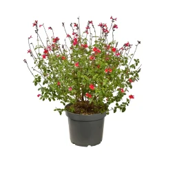 Truffaut Arbres Et Arbustes|Plantes De Haies | - Salvia 'Hot lips' : Pot 7,5L