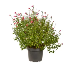 Truffaut Arbres Et Arbustes|Plantes De Haies | - Salvia 'Hot lips' : Pot 7,5L