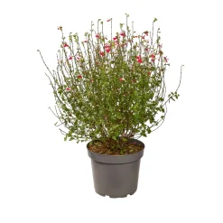 Truffaut Arbres Et Arbustes|Plantes De Haies | - Salvia 'Hot lips' : Pot 7,5L