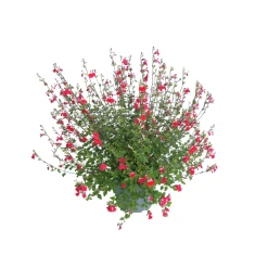Truffaut Arbres Et Arbustes|Plantes De Haies | - Salvia 'Hot lips' : Pot 7,5L