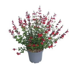 Truffaut - Salvia 'Royal bumble' : Pot 7,5L Outlet