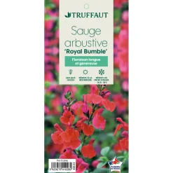 Truffaut Plantes De Haies|Arbres Et Arbustes | - Sauge microphylla 'Royal Bumble' : ctr 3 litres
