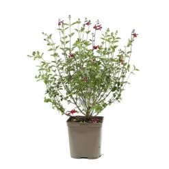 Truffaut Plantes De Haies|Arbres Et Arbustes | - Sauge microphylla 'Royal Bumble' : ctr 3 litres