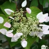 Truffaut Plantes Grimpantes | - Schizophragma hydrangeoides, pot 3 litres