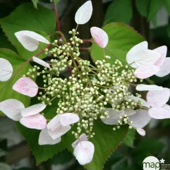 Truffaut Plantes Grimpantes | - Schizophragma hydrangeoides, pot 3 litres