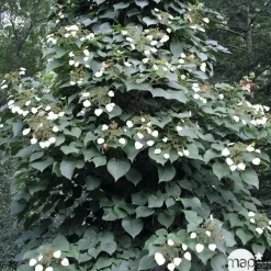 Truffaut Plantes Grimpantes | - Schizophragma hydrangeoides, pot 3 litres
