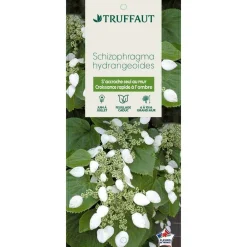 Truffaut Plantes Grimpantes | - Schizophragma hydrangeoides, pot 3 litres