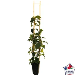 Truffaut Plantes Grimpantes | - Schizophragma hydrangeoides, pot 3 litres