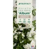 Truffaut - Solanum jasminoïdes 'Album': pot 3L Sale