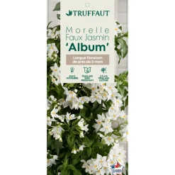 Truffaut - Solanum jasminoïdes 'Album': pot 3L Sale