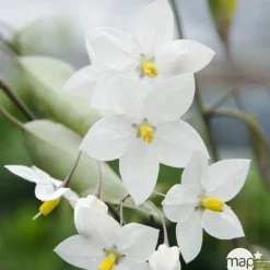 Truffaut Plantes Méditerranéennes | - Solanum jasminoïdes: pot 3L
