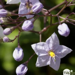 Truffaut Plantes Méditerranéennes | - Solanum jasminoïdes: pot 3L