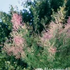 Truffaut Arbres Et Arbustes|Plantes De Haies | - Tamarix 'Pink Cascade' : pot de 3 L