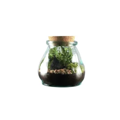 Truffaut Terrariums Et Compositions | - Terrarium 'Bila Uso' M : D.15cm - H.15cm