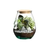 Truffaut Terrariums Et Compositions | - Terrarium Darasa M, en verre, avec plantes vertes : D.19cm