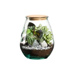 Truffaut Terrariums Et Compositions | - Terrarium Darasa M, en verre, avec plantes vertes : D.19cm