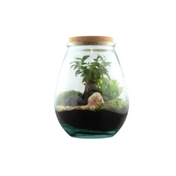 Truffaut Terrariums Et Compositions | - Terrarium 'Darasa' M - Ginseng : D.19cm - H.23cm
