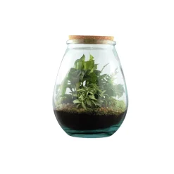 Truffaut Terrariums Et Compositions | - Terrarium 'Darasa' M mix : D.19cm - H.23cm