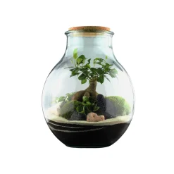 Truffaut - Terrarium 'Mimea' : D.29cm - H.36cm Outlet