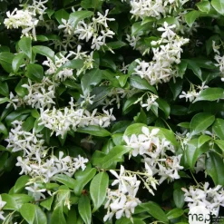 Truffaut Plantes Grimpantes | - Trachelospermum jasminoides : 3L