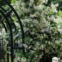 Truffaut Plantes Grimpantes | - Trachelospermum jasminoides : 3L