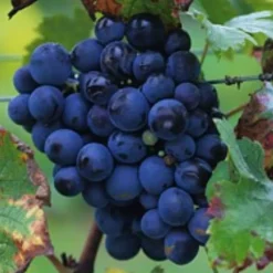 Truffaut - Vigne 'Cardinal' : pot de 1,5 litres Clearance