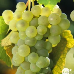 Truffaut Petits Fruits | - Vigne 'Chasselas Doré' : pot de 1,5 litres