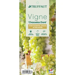 Truffaut Petits Fruits | - Vigne 'Chasselas Doré' : pot de 1,5 litres