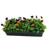 Truffaut - Viola cornuta : barquette de 10 plants - Coloris variables Hot