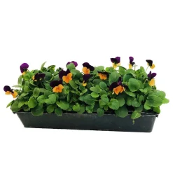 Truffaut - Viola cornuta : barquette de 10 plants - Coloris variables Hot