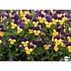 Truffaut - Viola cornuta : barquette de 10 plants - Coloris variables Hot