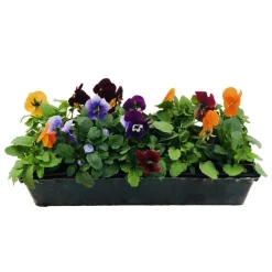 Truffaut - Viola cornuta : barquette de 10 plants - Coloris variables Hot