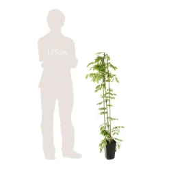 Truffaut - Wisteria floribunda Alba : ctr de 3 litres Discount