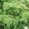 NA Conifères | Tsuga cadensis 'Jeddeloh': Hauteur 25/30 cm conteneur 3,7 litres
