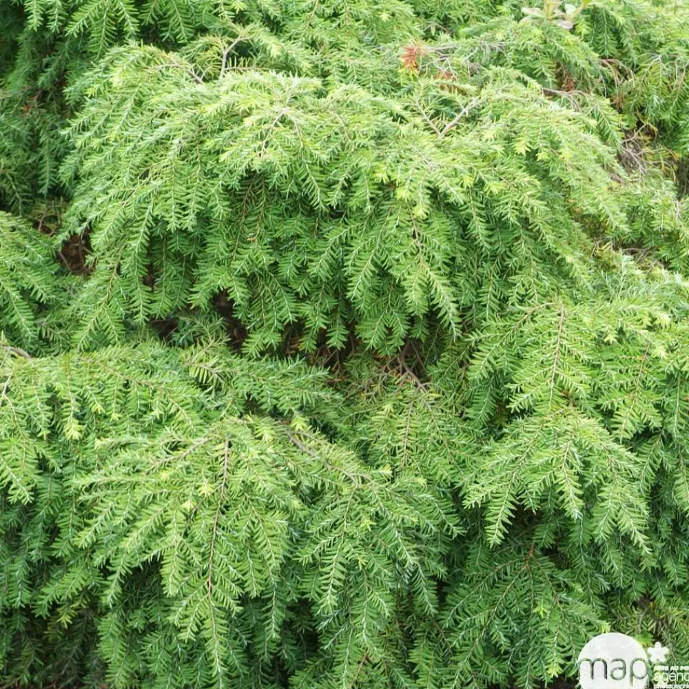 NA Conifères | Tsuga cadensis 'Jeddeloh': Hauteur 25/30 cm conteneur 3,7 litres