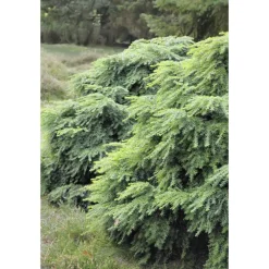 NA Conifères | Tsuga cadensis 'Jeddeloh': Hauteur 25/30 cm conteneur 3,7 litres