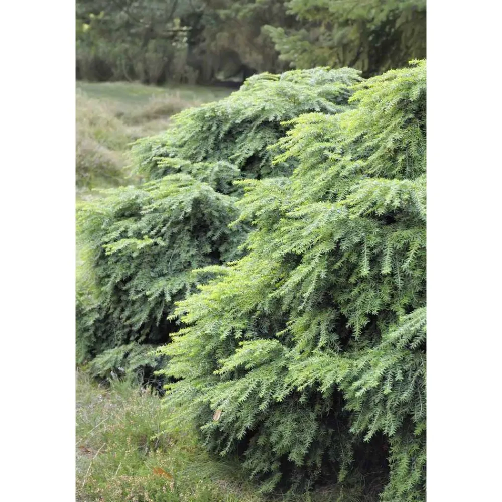 NA Conifères | Tsuga cadensis 'Jeddeloh': Hauteur 25/30 cm conteneur 3,7 litres