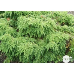 NA Conifères | Tsuga cadensis 'Jeddeloh': Hauteur 25/30 cm conteneur 3,7 litres