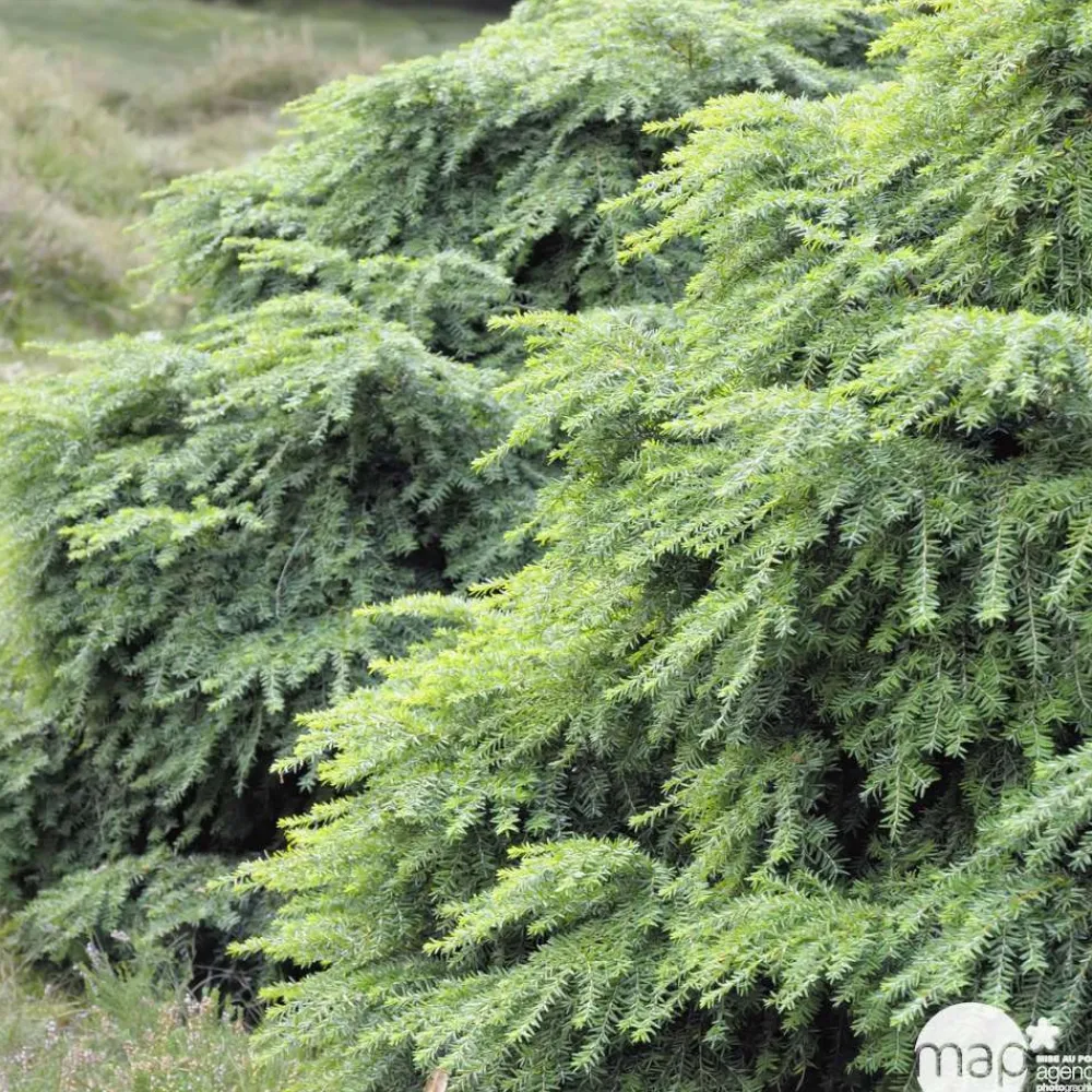NA Conifères | Tsuga cadensis 'Jeddeloh': Hauteur 25/30 cm conteneur 3,7 litres