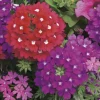 NA Fleurs De Saison | Verveine de bouture : pot couleur Ø 19 cm