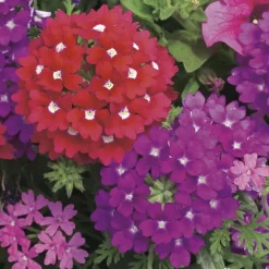 NA Fleurs De Saison | Verveine de bouture : pot couleur Ø 19 cm