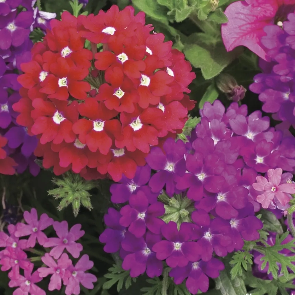 NA Fleurs De Saison | Verveine de bouture : pot couleur Ø 19 cm