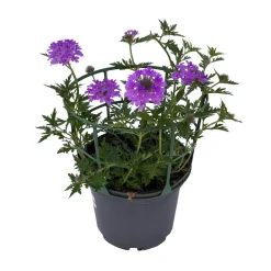 NA Fleurs De Saison | Verveine de bouture : pot couleur Ø 19 cm