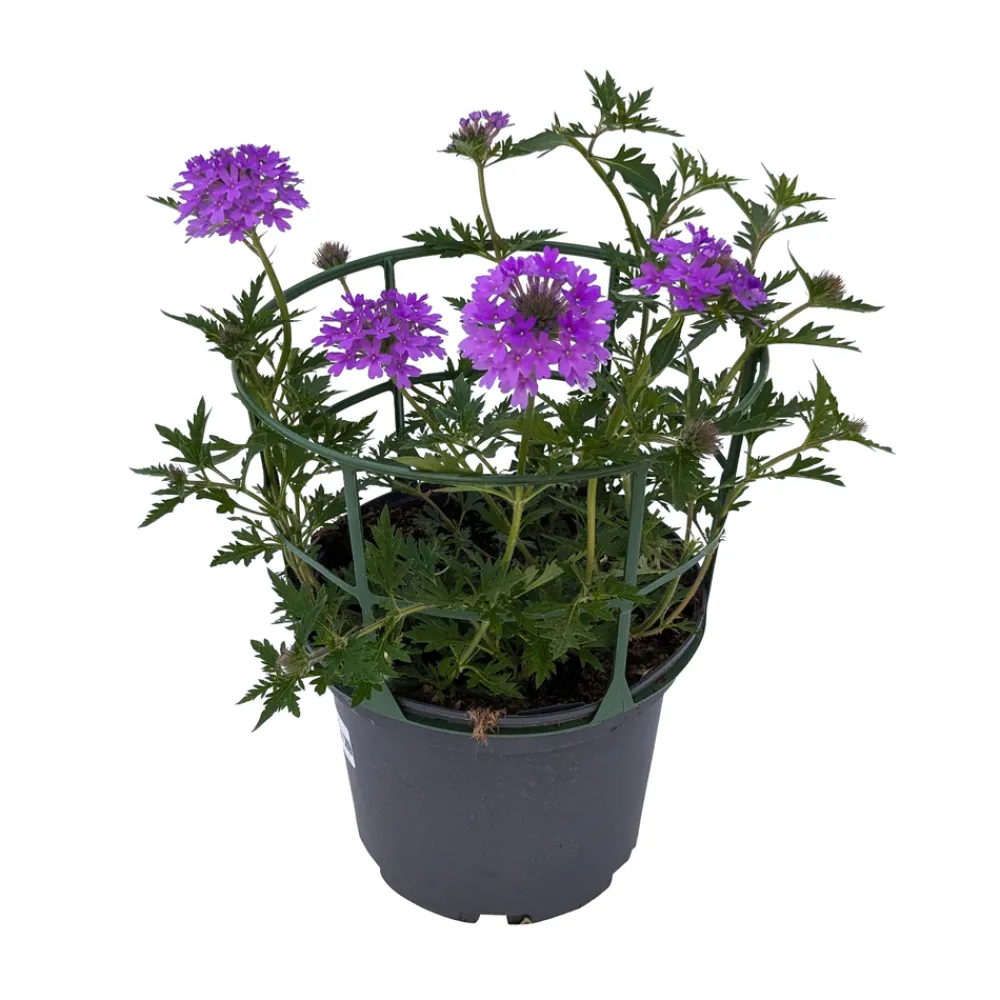 NA Fleurs De Saison | Verveine de bouture : pot couleur Ø 19 cm
