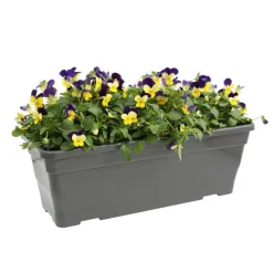 NA Viola cornuta en jardinière 40cm - Coloris variables New