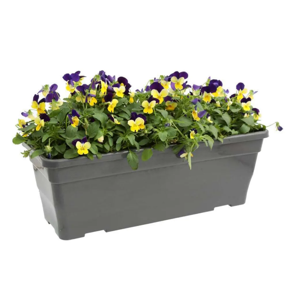 NA Viola cornuta en jardinière 40cm - Coloris variables New