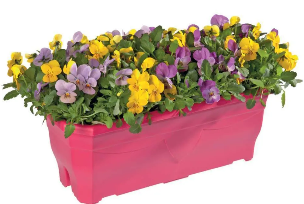 NA Viola cornuta en jardinière 40cm - Coloris variables New